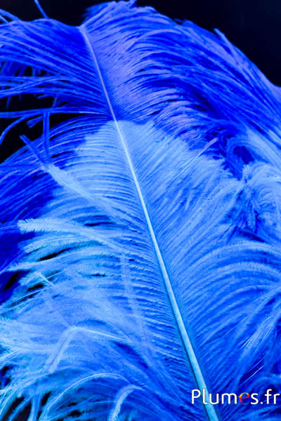 Autruche premium - 50-60 cm - turquoise-bleu